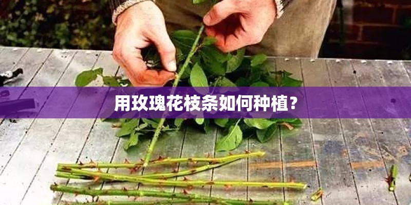 用玫瑰花枝条如何种植？