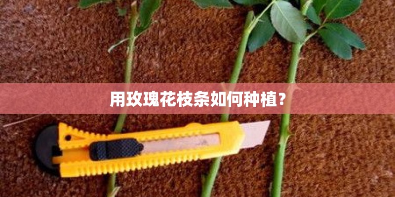 用玫瑰花枝条如何种植？