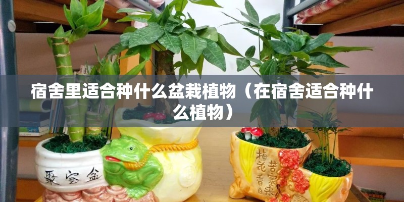 宿舍里适合种什么盆栽植物（在宿舍适合种什么植物）
