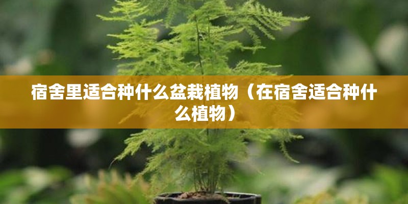 宿舍里适合种什么盆栽植物（在宿舍适合种什么植物）