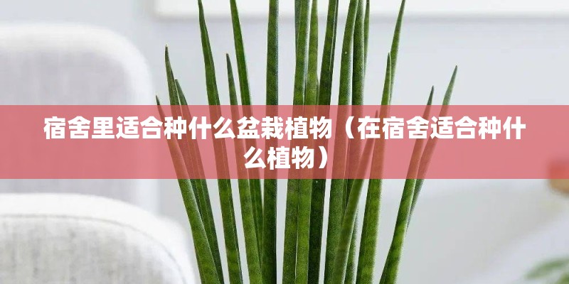 宿舍里适合种什么盆栽植物（在宿舍适合种什么植物）