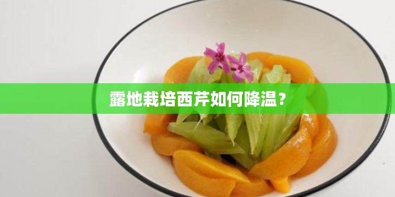 露地栽培西芹如何降温? 露地栽培西芹如何降温?