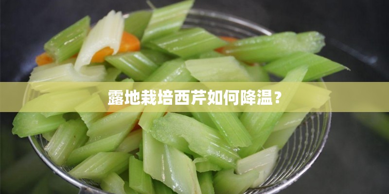 露地栽培西芹如何降温? 露地栽培西芹如何降温?