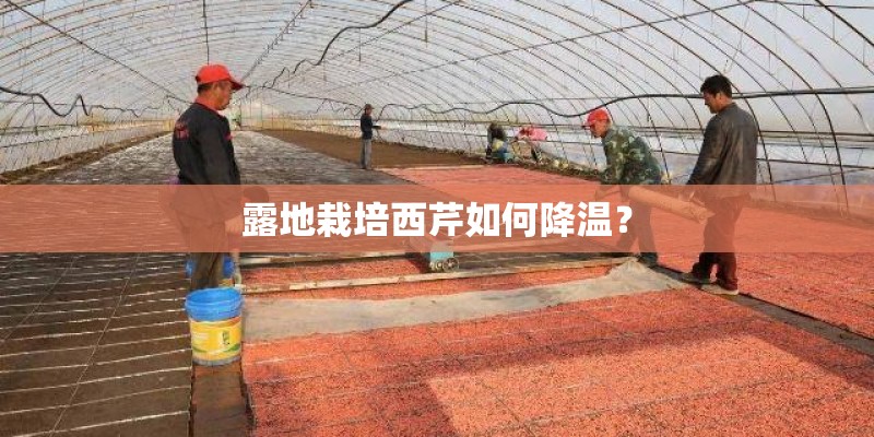 露地栽培西芹如何降温? 露地栽培西芹如何降温?