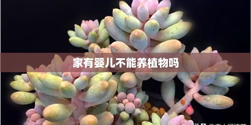 宿舍里适合种什么盆栽植物（在宿舍适合种什么植物）