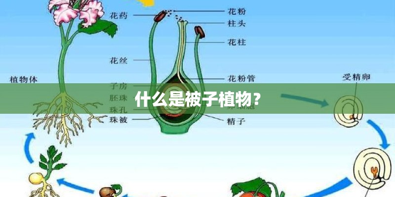 什么是被子植物？