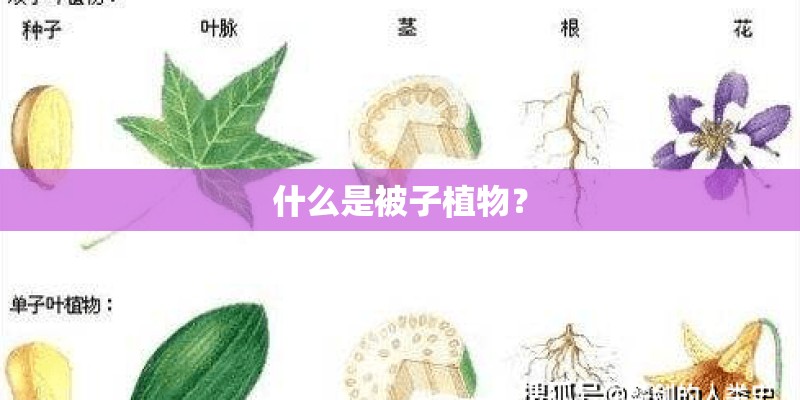 什么是被子植物？