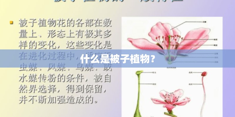 什么是被子植物？