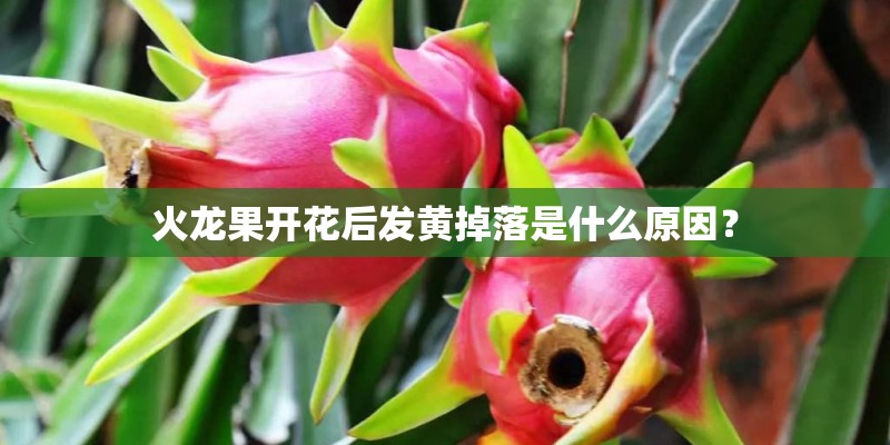 火龙果开花后发黄掉落是什么原因？