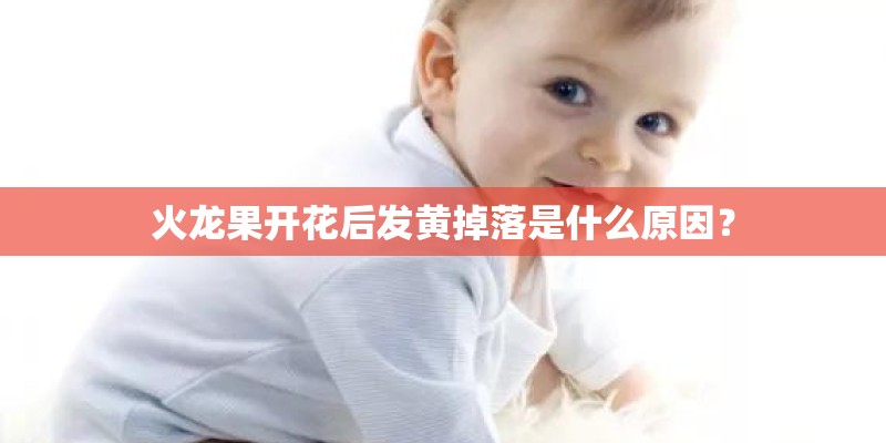 火龙果开花后发黄掉落是什么原因？