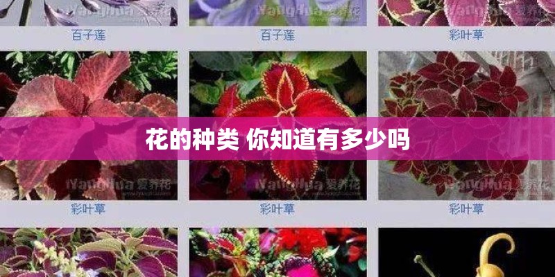 花的种类 你知道有多少吗
