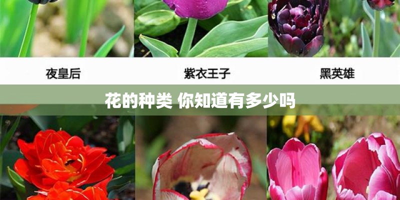 花的种类 你知道有多少吗
