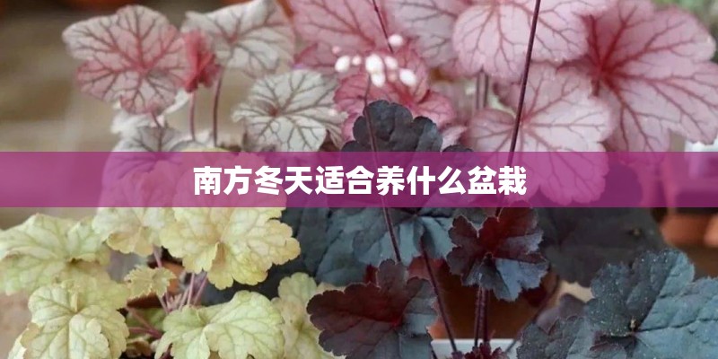南方冬天适合养什么盆栽