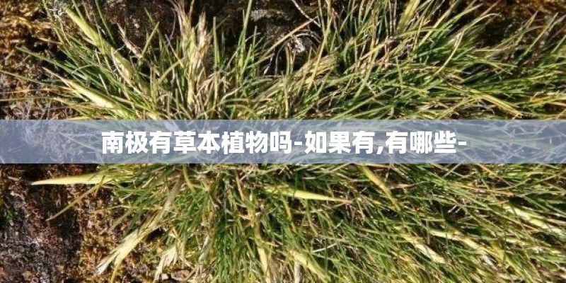 欧宝汽车是什么档次的