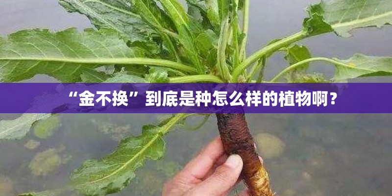 奇瑞路虎报价