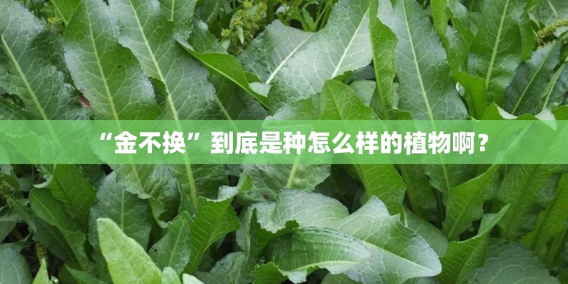 “金不换”到底是种怎么样的植物啊？