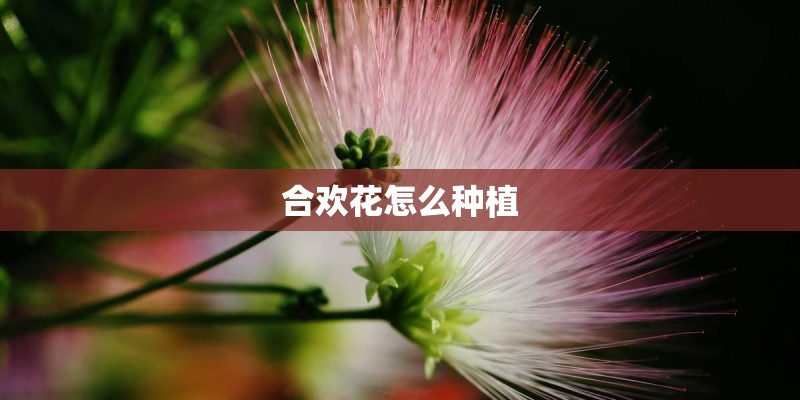 南方冬天适合养什么盆栽