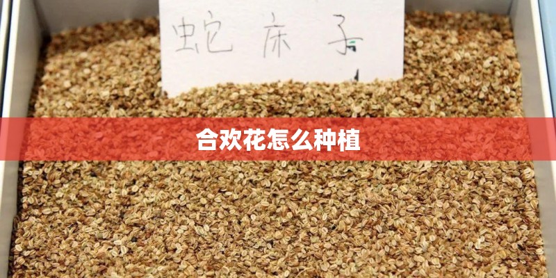 合欢花怎么种植