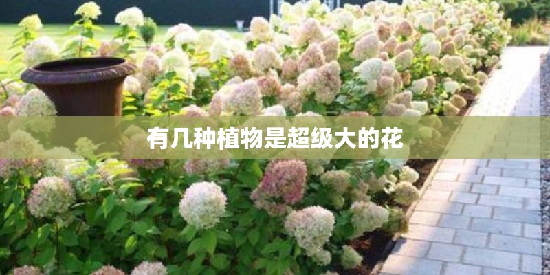 有几种植物是超级大的花