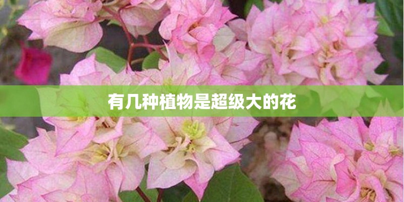 有几种植物是超级大的花