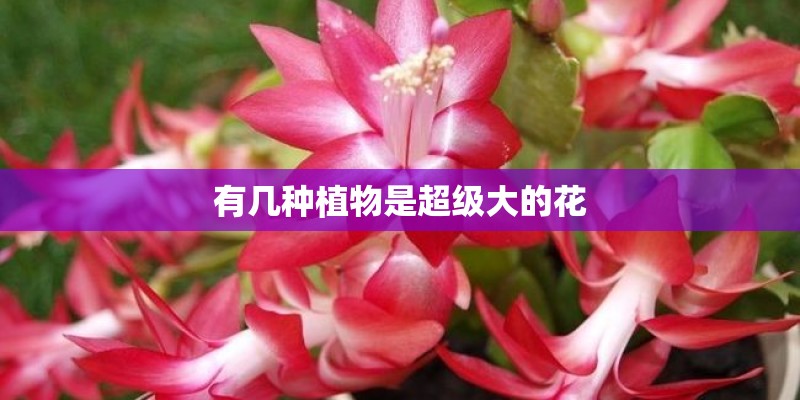 有几种植物是超级大的花