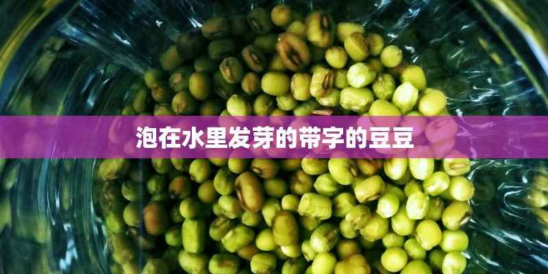 泡在水里发芽的带字的豆豆