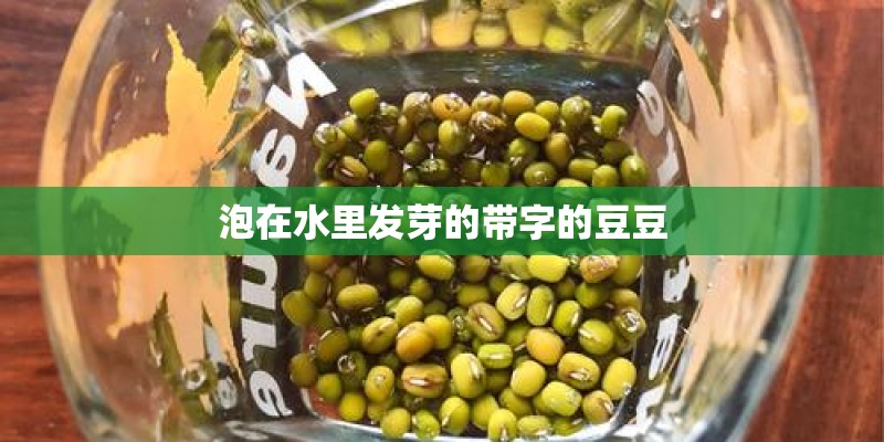 泡在水里发芽的带字的豆豆