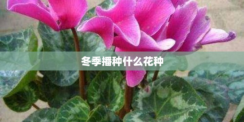 冬季播种什么花种