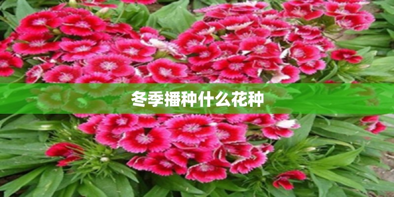 冬季播种什么花种