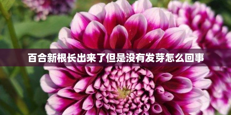 百合新根长出来了但是没有发芽怎么回事