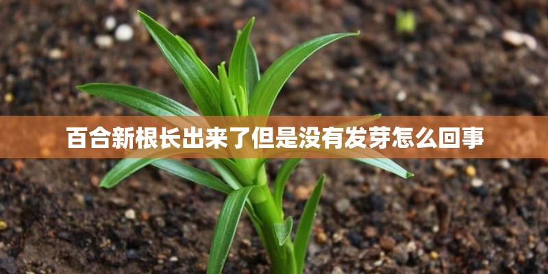 百合新根长出来了但是没有发芽怎么回事