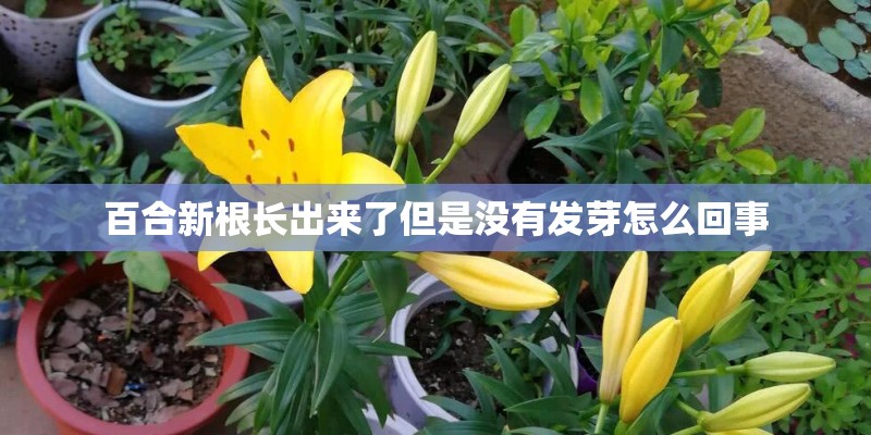 百合新根长出来了但是没有发芽怎么回事