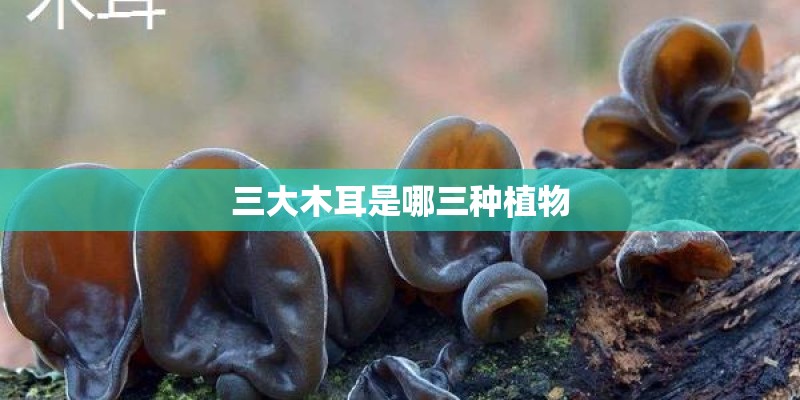 三大木耳是哪三种植物