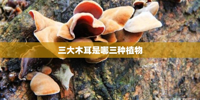三大木耳是哪三种植物