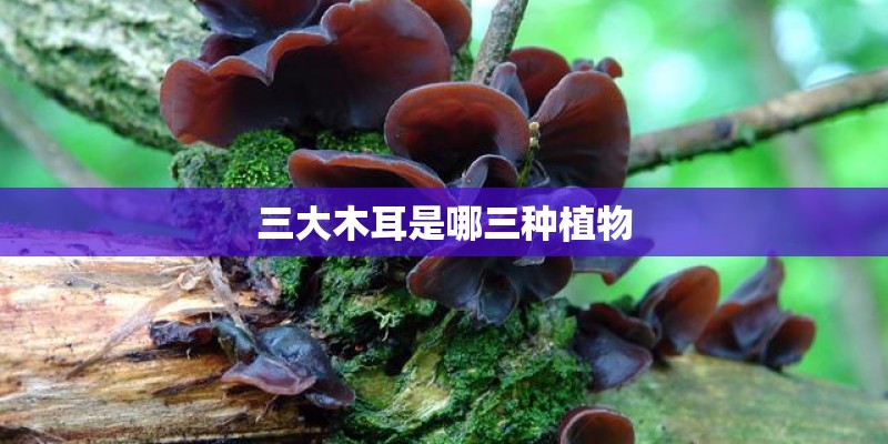 三大木耳是哪三种植物