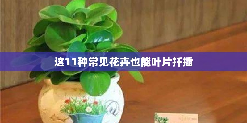 这11种常见花卉也能叶片扦插