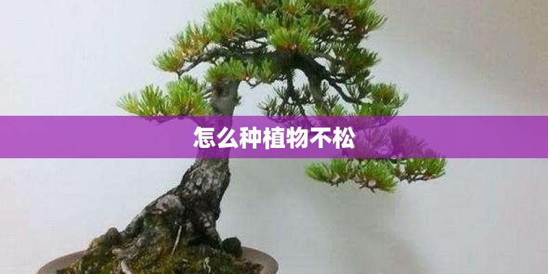 怎么种植物不松