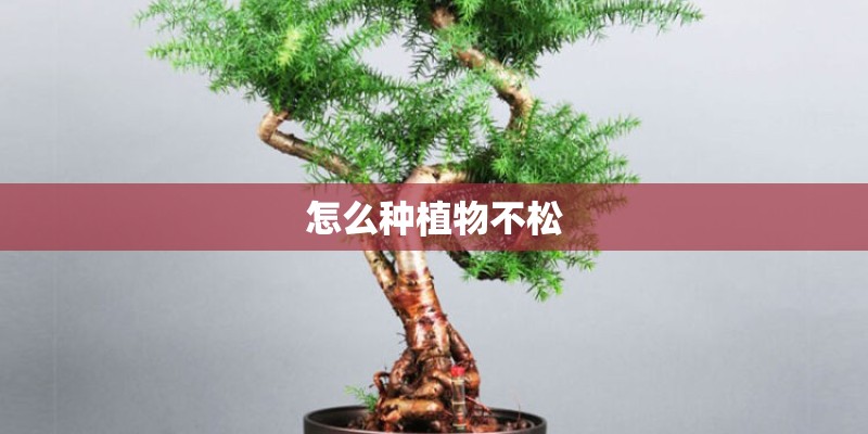 怎么种植物不松