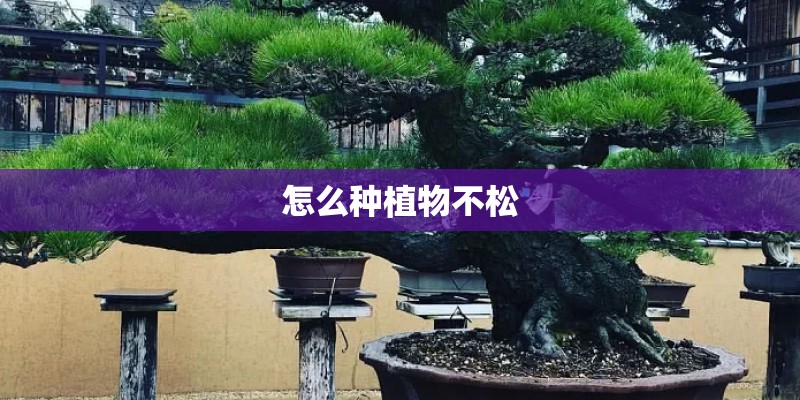 怎么种植物不松