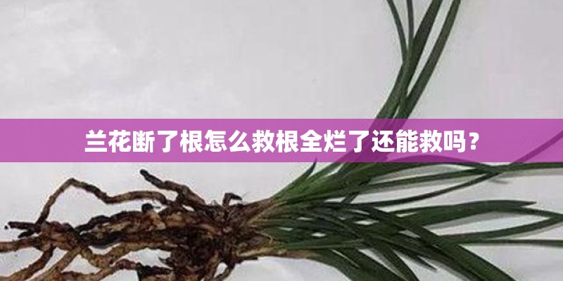 兰花断了根怎么救根全烂了还能救吗？