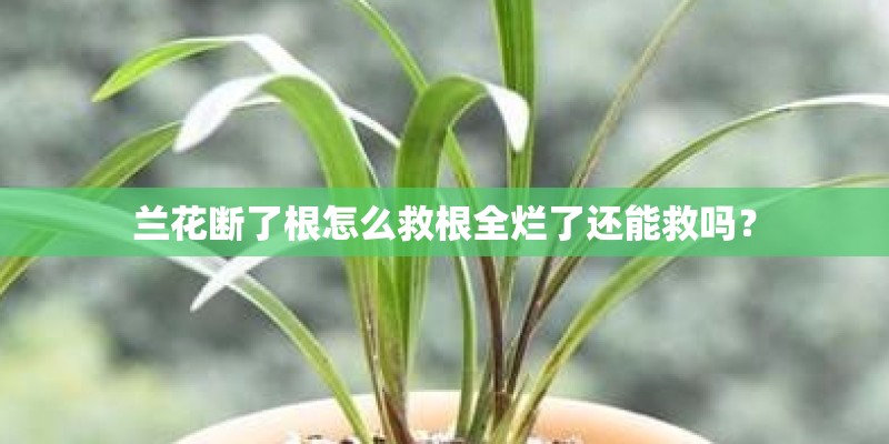 兰花断了根怎么救根全烂了还能救吗？