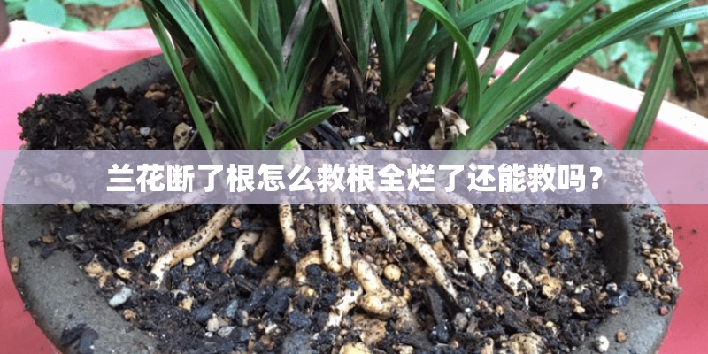 兰花断了根怎么救根全烂了还能救吗？