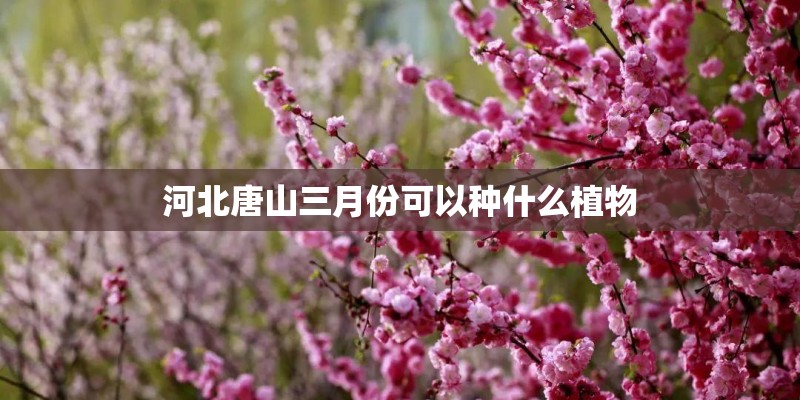 河北唐山三月份可以种什么植物 河北唐山三月份可以种什么植物