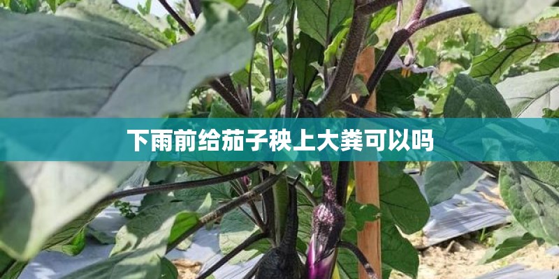 下雨前给茄子秧上大粪可以吗