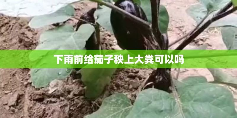 下雨前给茄子秧上大粪可以吗