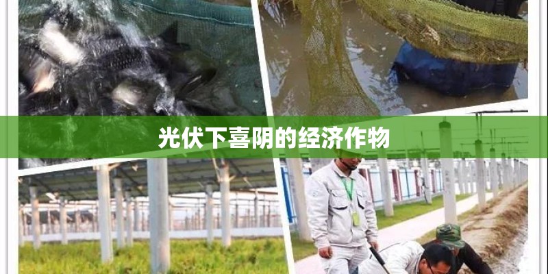 光伏下喜阴的经济作物