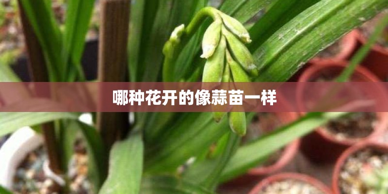 哪种花开的像蒜苗一样