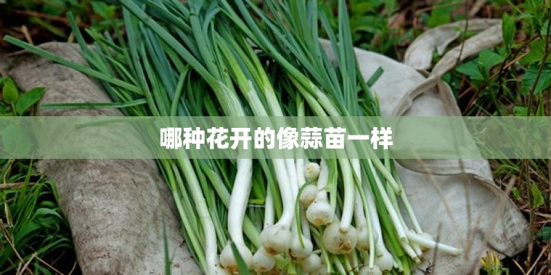 哪种花开的像蒜苗一样