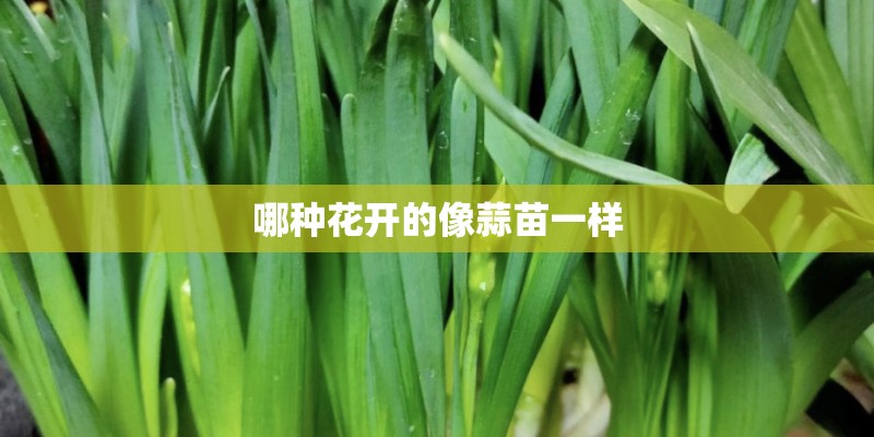 哪种花开的像蒜苗一样
