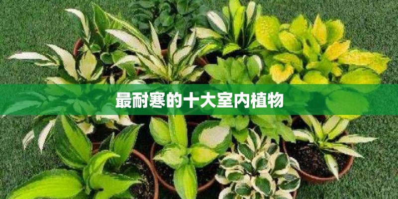 最耐寒的十大室内植物